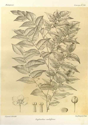 Reproducción/Reproduction 49785391368: Histoire physique, naturelle, et politique de Madagascar. Paris :Impr. nationale,1885-. 