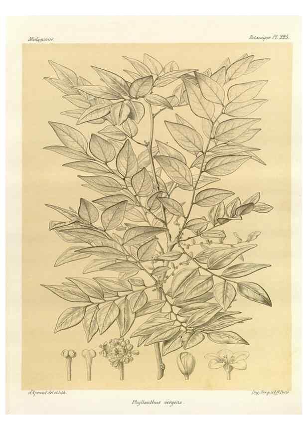 Reproducción/Reproduction 49786249802: Histoire physique, naturelle, et politique de Madagascar. Paris :Impr. nationale,1885-. 