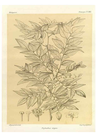 Reproducción/Reproduction 49786249802: Histoire physique, naturelle, et politique de Madagascar. Paris :Impr. nationale,1885-. 