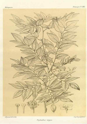 Reproducción/Reproduction 49786249802: Histoire physique, naturelle, et politique de Madagascar. Paris :Impr. nationale,1885-. 