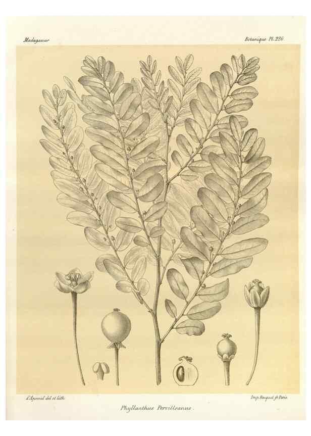 Reproducción/Reproduction 49785392068: Histoire physique, naturelle, et politique de Madagascar. Paris :Impr. nationale,1885-. 