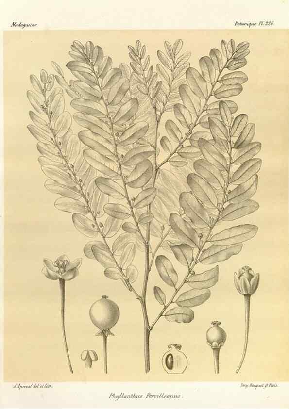 Reproducción/Reproduction 49785392068: Histoire physique, naturelle, et politique de Madagascar. Paris :Impr. nationale,1885-. 