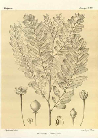 Reproducción/Reproduction 49785392068: Histoire physique, naturelle, et politique de Madagascar. Paris :Impr. nationale,1885-. 