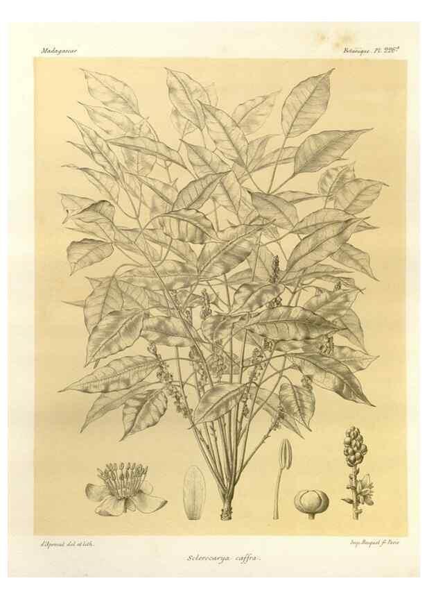 Reproducción/Reproduction 49785392353: Histoire physique, naturelle, et politique de Madagascar. Paris :Impr. nationale,1885-. 