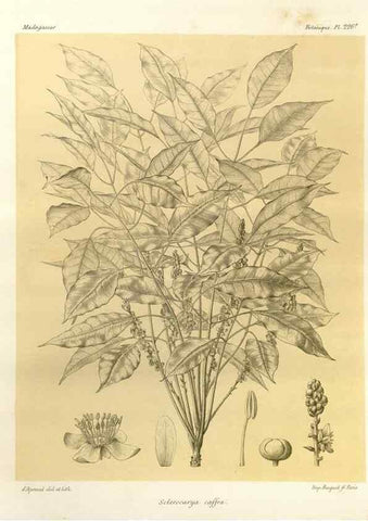 Reproducción/Reproduction 49785392353: Histoire physique, naturelle, et politique de Madagascar. Paris :Impr. nationale,1885-. 