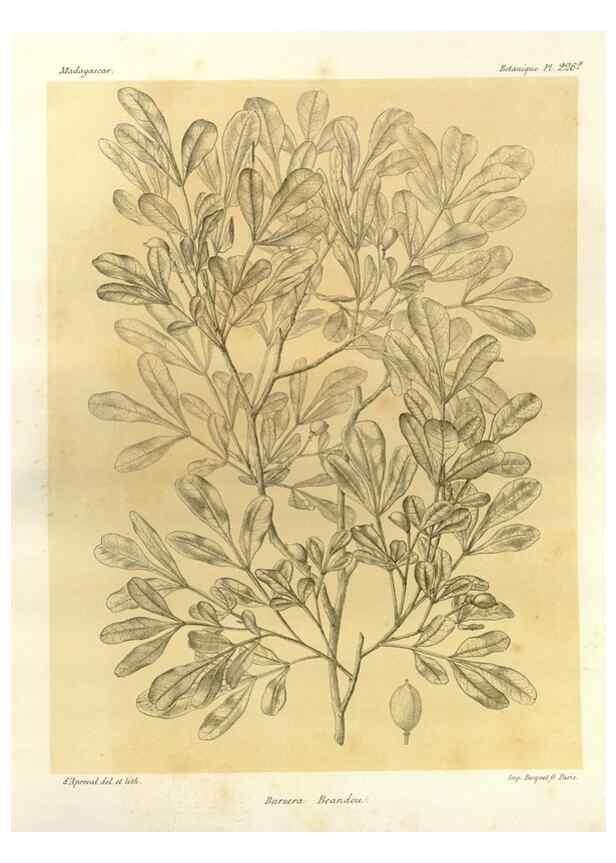 Reproducción/Reproduction 49785392623: Histoire physique, naturelle, et politique de Madagascar. Paris :Impr. nationale,1885-. 