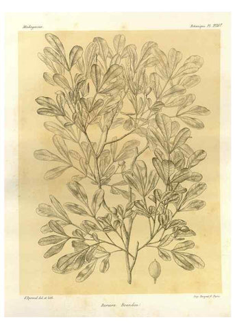Reproducción/Reproduction 49785392623: Histoire physique, naturelle, et politique de Madagascar. Paris :Impr. nationale,1885-. 