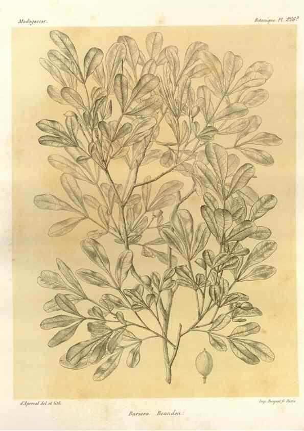 Reproducción/Reproduction 49785392623: Histoire physique, naturelle, et politique de Madagascar. Paris :Impr. nationale,1885-. 