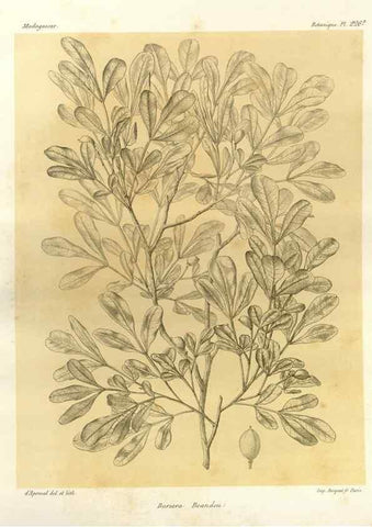 Reproducción/Reproduction 49785392623: Histoire physique, naturelle, et politique de Madagascar. Paris :Impr. nationale,1885-. 
