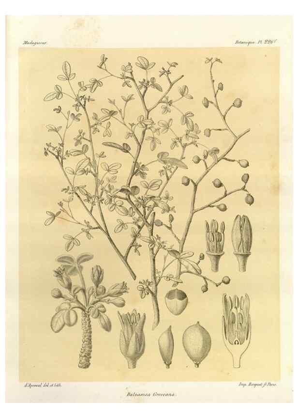 Reproducción/Reproduction 49786250992: Histoire physique, naturelle, et politique de Madagascar. Paris :Impr. nationale,1885-. 