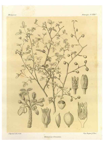Reproducción/Reproduction 49786250992: Histoire physique, naturelle, et politique de Madagascar. Paris :Impr. nationale,1885-. 