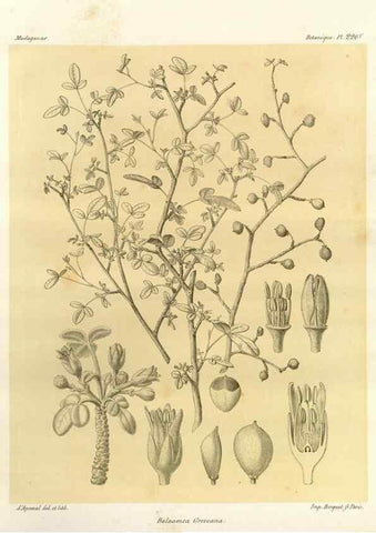 Reproducción/Reproduction 49786250992: Histoire physique, naturelle, et politique de Madagascar. Paris :Impr. nationale,1885-. 