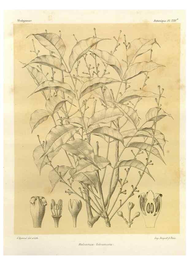 Reproducción/Reproduction 49786251302: Histoire physique, naturelle, et politique de Madagascar. Paris :Impr. nationale,1885-. 