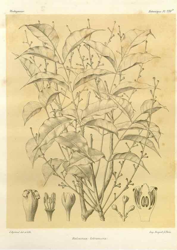 Reproducción/Reproduction 49786251302: Histoire physique, naturelle, et politique de Madagascar. Paris :Impr. nationale,1885-. 