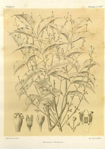Reproducción/Reproduction 49786251302: Histoire physique, naturelle, et politique de Madagascar. Paris :Impr. nationale,1885-. 