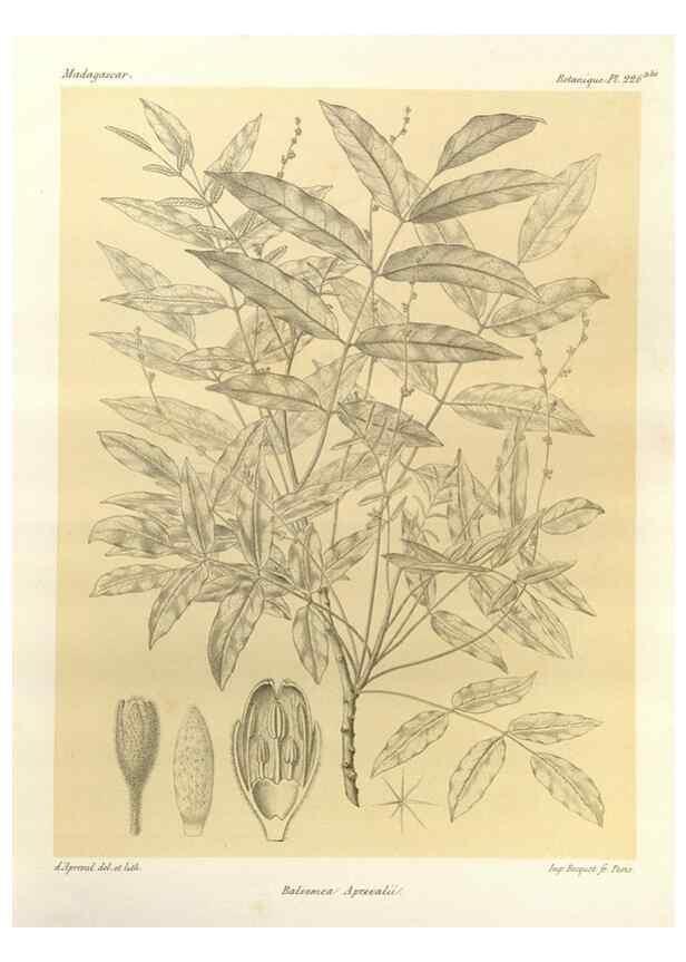 Reproducción/Reproduction 49786251757: Histoire physique, naturelle, et politique de Madagascar. Paris :Impr. nationale,1885-. 