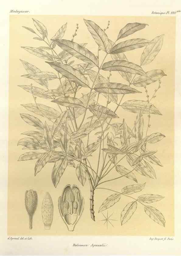 Reproducción/Reproduction 49786251757: Histoire physique, naturelle, et politique de Madagascar. Paris :Impr. nationale,1885-. 