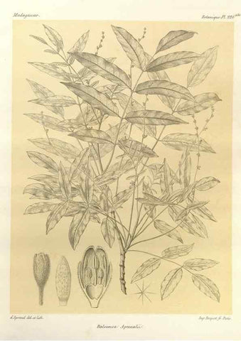 Reproducción/Reproduction 49786251757: Histoire physique, naturelle, et politique de Madagascar. Paris :Impr. nationale,1885-. 
