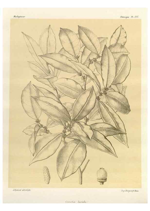Reproducción/Reproduction 49786246597: Histoire physique, naturelle, et politique de Madagascar. Paris :Impr. nationale,1885-. 