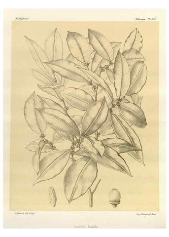 Reproducción/Reproduction 49786246597: Histoire physique, naturelle, et politique de Madagascar. Paris :Impr. nationale,1885-. 