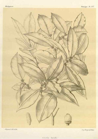 Reproducción/Reproduction 49786246597: Histoire physique, naturelle, et politique de Madagascar. Paris :Impr. nationale,1885-. 