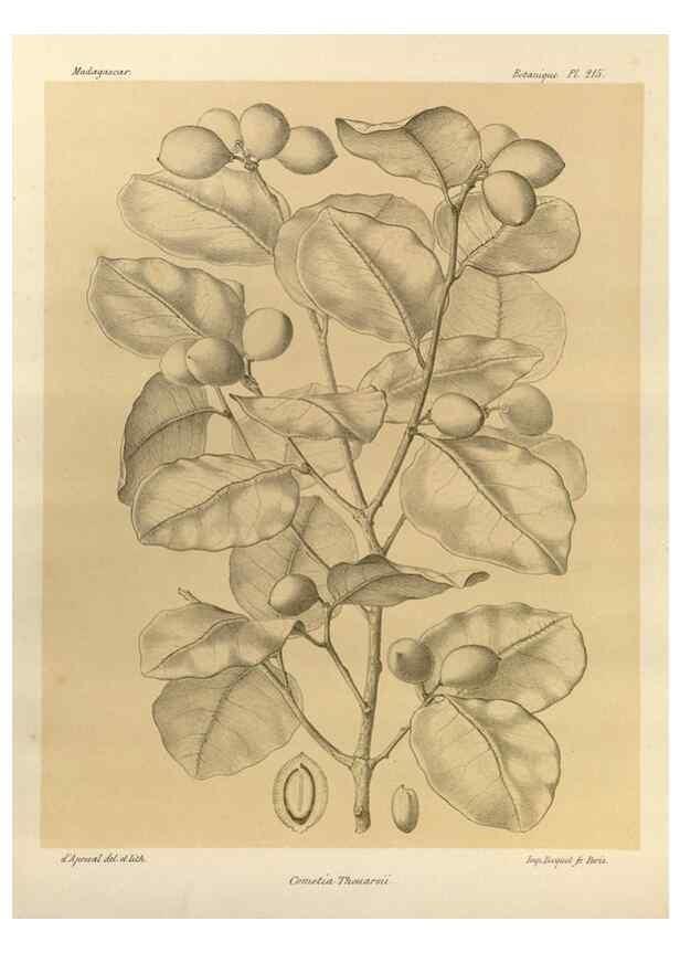 Reproducción/Reproduction 49785925516: Histoire physique, naturelle, et politique de Madagascar. Paris :Impr. nationale,1885-. 