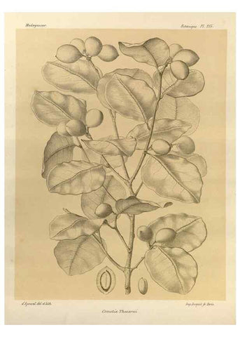 Reproducción/Reproduction 49785925516: Histoire physique, naturelle, et politique de Madagascar. Paris :Impr. nationale,1885-. 