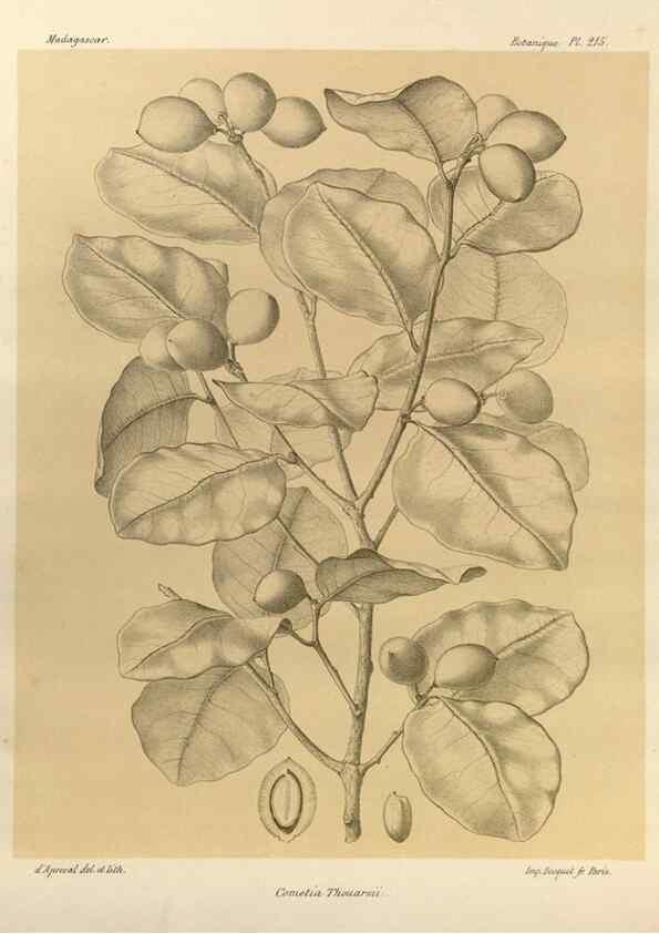 Reproducción/Reproduction 49785925516: Histoire physique, naturelle, et politique de Madagascar. Paris :Impr. nationale,1885-. 