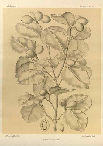 Reproducción/Reproduction 49785925516: Histoire physique, naturelle, et politique de Madagascar. Paris :Impr. nationale,1885-. 