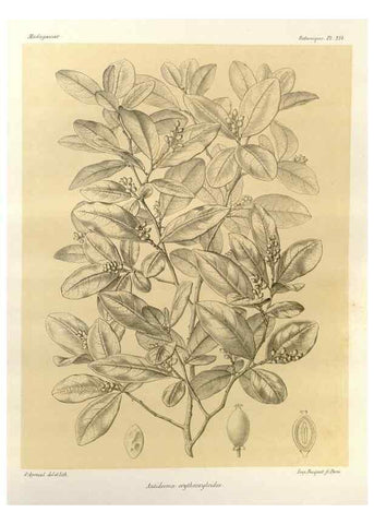 Reproducción/Reproduction 49785925276: Histoire physique, naturelle, et politique de Madagascar. Paris :Impr. nationale,1885-. 