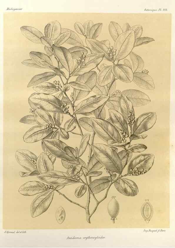 Reproducción/Reproduction 49785925276: Histoire physique, naturelle, et politique de Madagascar. Paris :Impr. nationale,1885-. 