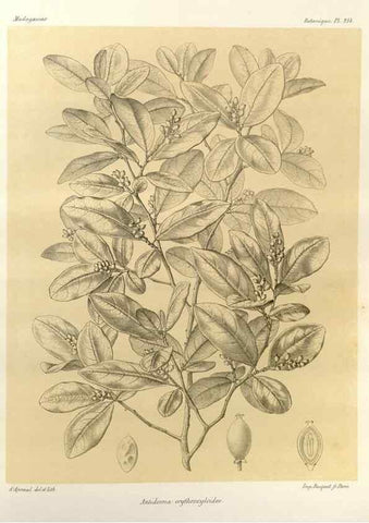 Reproducción/Reproduction 49785925276: Histoire physique, naturelle, et politique de Madagascar. Paris :Impr. nationale,1885-. 