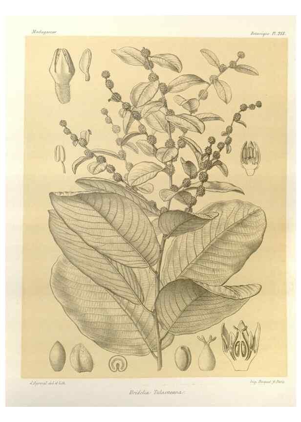 Reproducción/Reproduction 49785924911: Histoire physique, naturelle, et politique de Madagascar. Paris :Impr. nationale,1885-. 
