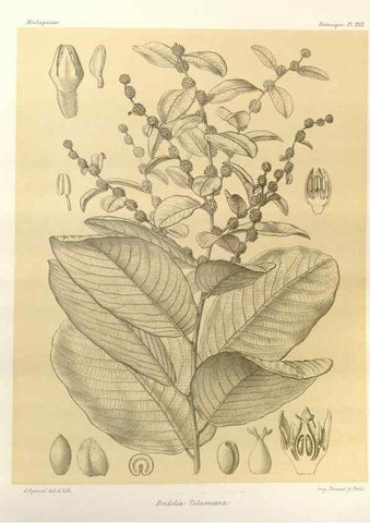 Reproducción/Reproduction 49785924911: Histoire physique, naturelle, et politique de Madagascar. Paris :Impr. nationale,1885-. 