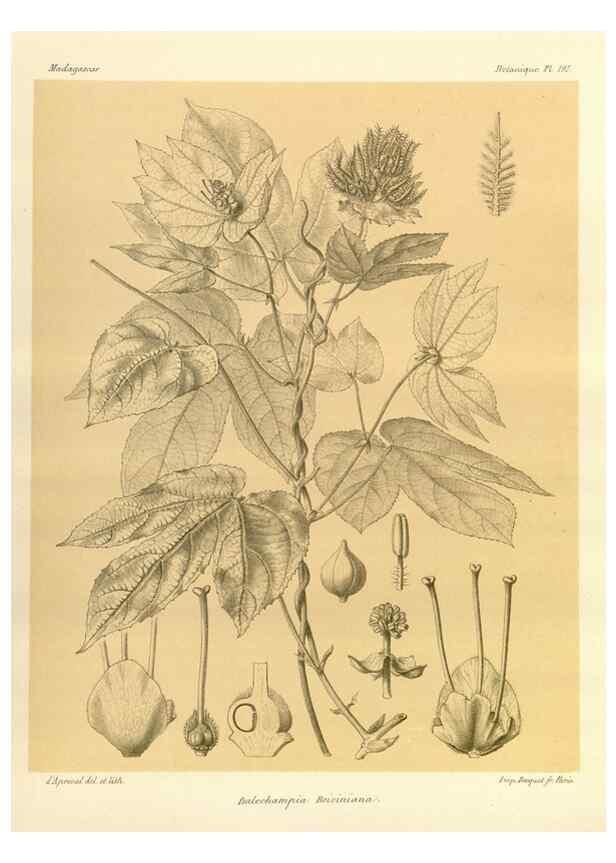 Reproducción/Reproduction 49785919891: Histoire physique, naturelle, et politique de Madagascar. Paris :Impr. nationale,1885-. 
