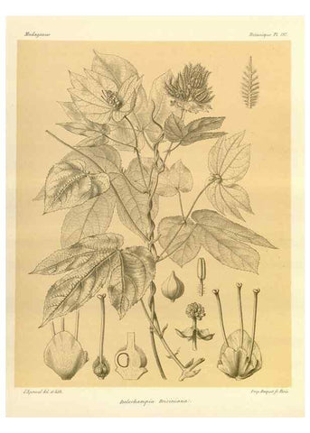 Reproducción/Reproduction 49785919891: Histoire physique, naturelle, et politique de Madagascar. Paris :Impr. nationale,1885-. 