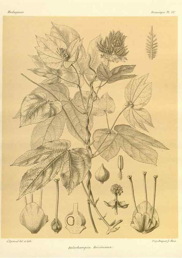 Reproducción/Reproduction 49785919891: Histoire physique, naturelle, et politique de Madagascar. Paris :Impr. nationale,1885-. 