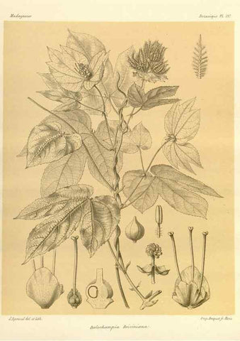 Reproducción/Reproduction 49785919891: Histoire physique, naturelle, et politique de Madagascar. Paris :Impr. nationale,1885-. 