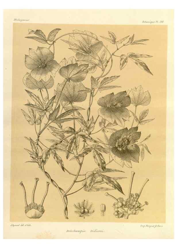 Reproducción/Reproduction 49786241517: Histoire physique, naturelle, et politique de Madagascar. Paris :Impr. nationale,1885-. 