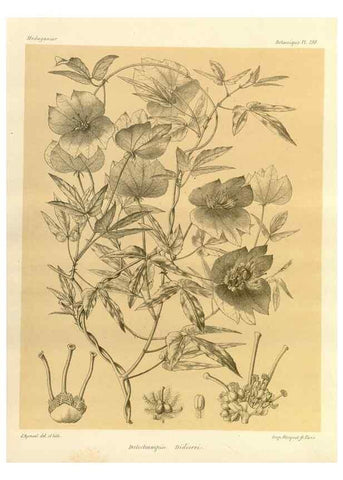 Reproducción/Reproduction 49786241517: Histoire physique, naturelle, et politique de Madagascar. Paris :Impr. nationale,1885-. 