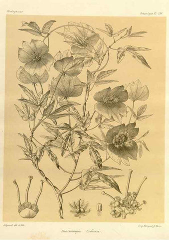 Reproducción/Reproduction 49786241517: Histoire physique, naturelle, et politique de Madagascar. Paris :Impr. nationale,1885-. 
