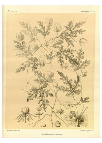Reproducción/Reproduction 49785383148: Histoire physique, naturelle, et politique de Madagascar. Paris :Impr. nationale,1885-. 