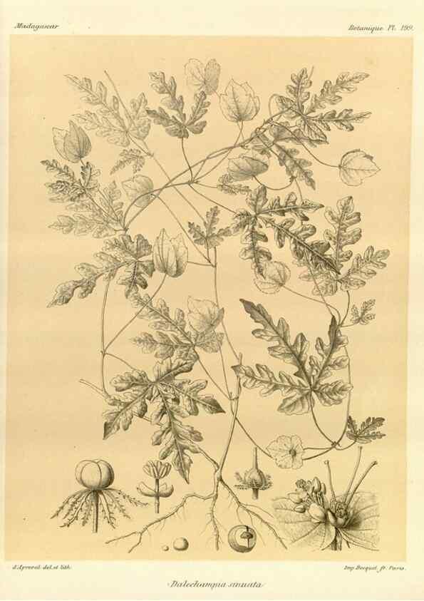 Reproducción/Reproduction 49785383148: Histoire physique, naturelle, et politique de Madagascar. Paris :Impr. nationale,1885-. 