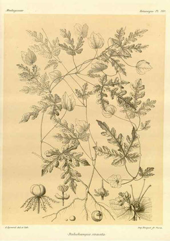 Reproducción/Reproduction 49785383148: Histoire physique, naturelle, et politique de Madagascar. Paris :Impr. nationale,1885-. 