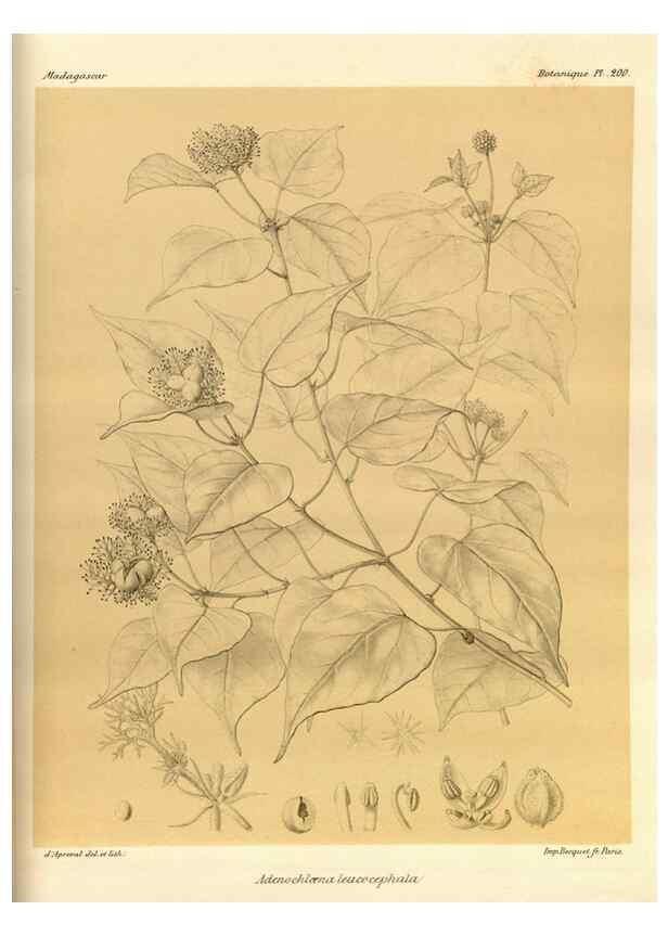 Reproducción/Reproduction 49785920836: Histoire physique, naturelle, et politique de Madagascar. Paris :Impr. nationale,1885-. 