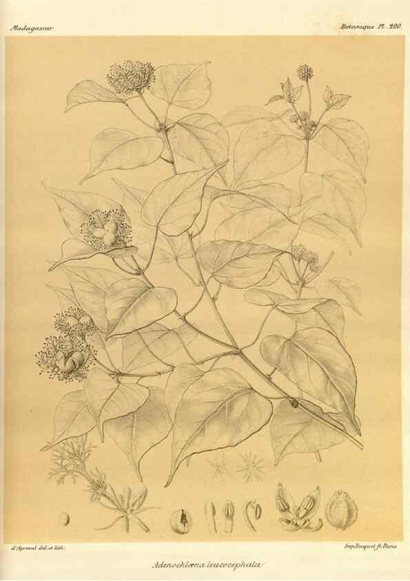 Reproducción/Reproduction 49785920836: Histoire physique, naturelle, et politique de Madagascar. Paris :Impr. nationale,1885-. 