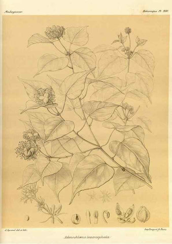 Reproducción/Reproduction 49785920836: Histoire physique, naturelle, et politique de Madagascar. Paris :Impr. nationale,1885-. 