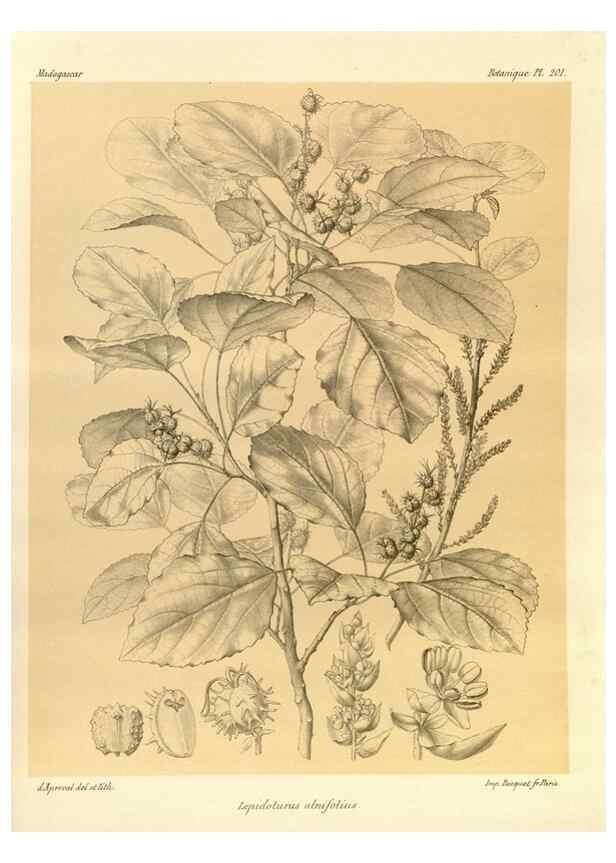 Reproducción/Reproduction 49786242367: Histoire physique, naturelle, et politique de Madagascar. Paris :Impr. nationale,1885-. 