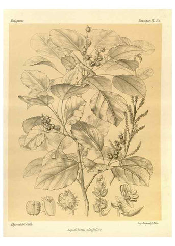 Reproducción/Reproduction 49786242367: Histoire physique, naturelle, et politique de Madagascar. Paris :Impr. nationale,1885-. 