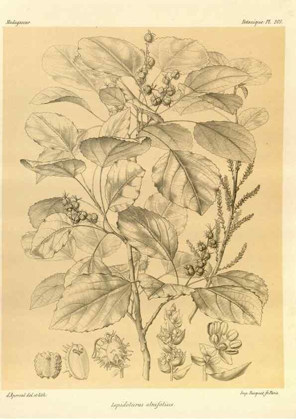Reproducción/Reproduction 49786242367: Histoire physique, naturelle, et politique de Madagascar. Paris :Impr. nationale,1885-. 